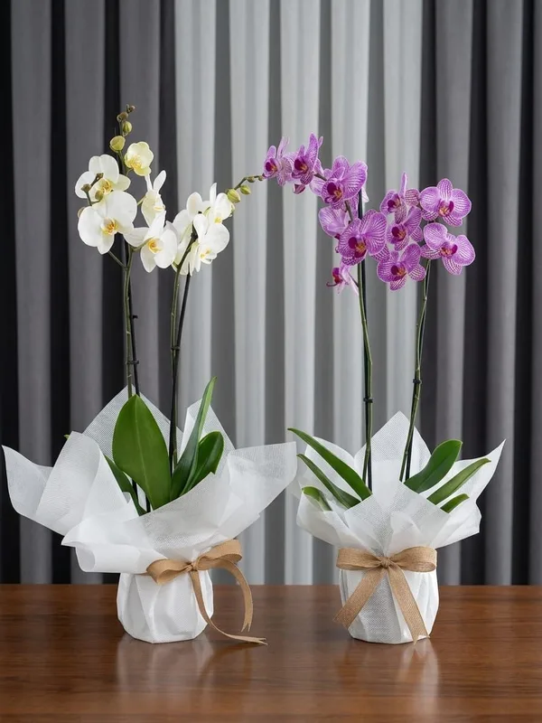 Orquídea Phalaenopsis